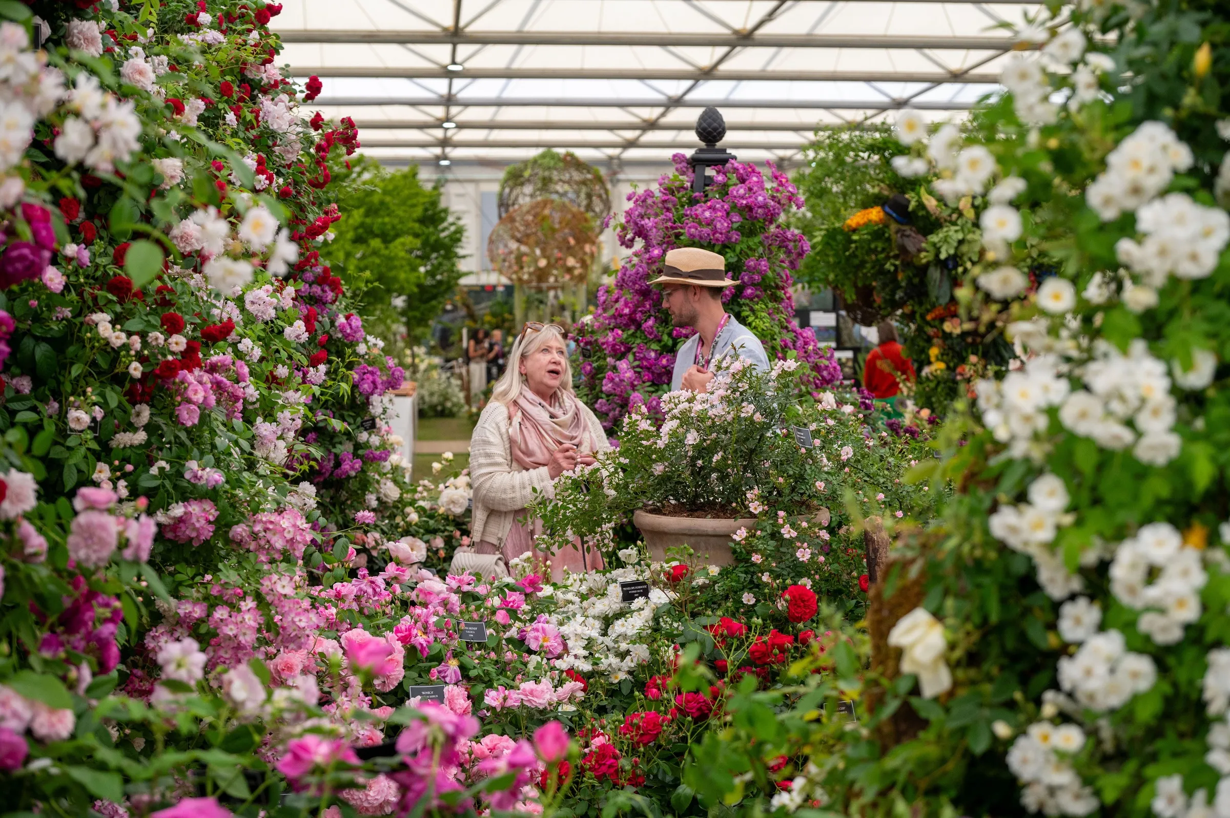 Visitors among climbing roses and flowering shrubs under a marquee roof at the Chelsea Flower Show.