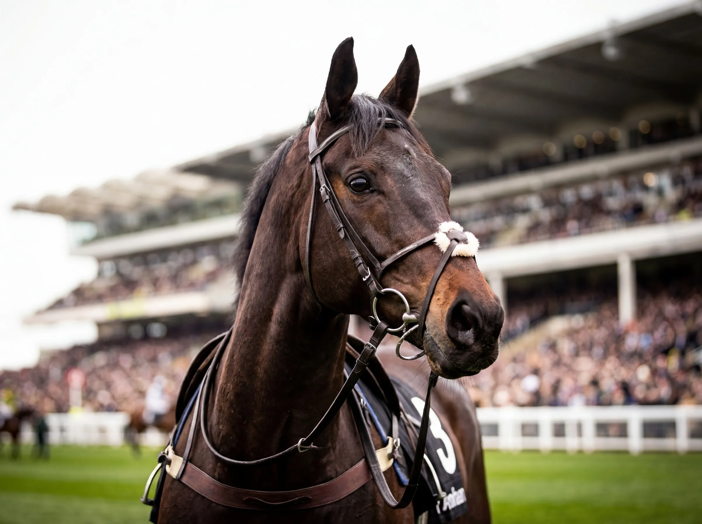 A racehorse in its bridle at Cheltenham, with the packed grandstand behind.