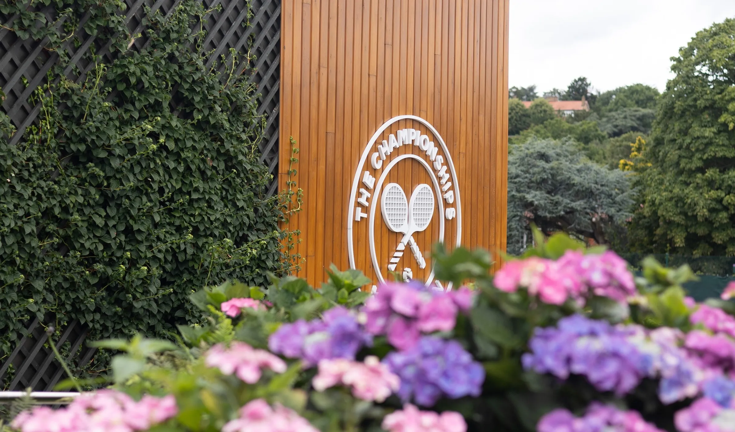 Purple and pink hydrangeas in front of The Championships sign at Wimbledon, with ivy on the wall beside it.