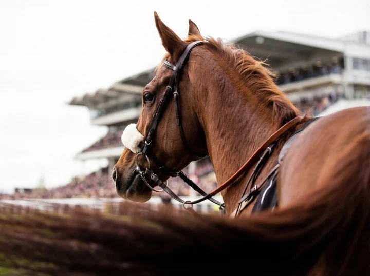 A racehorse at the stables