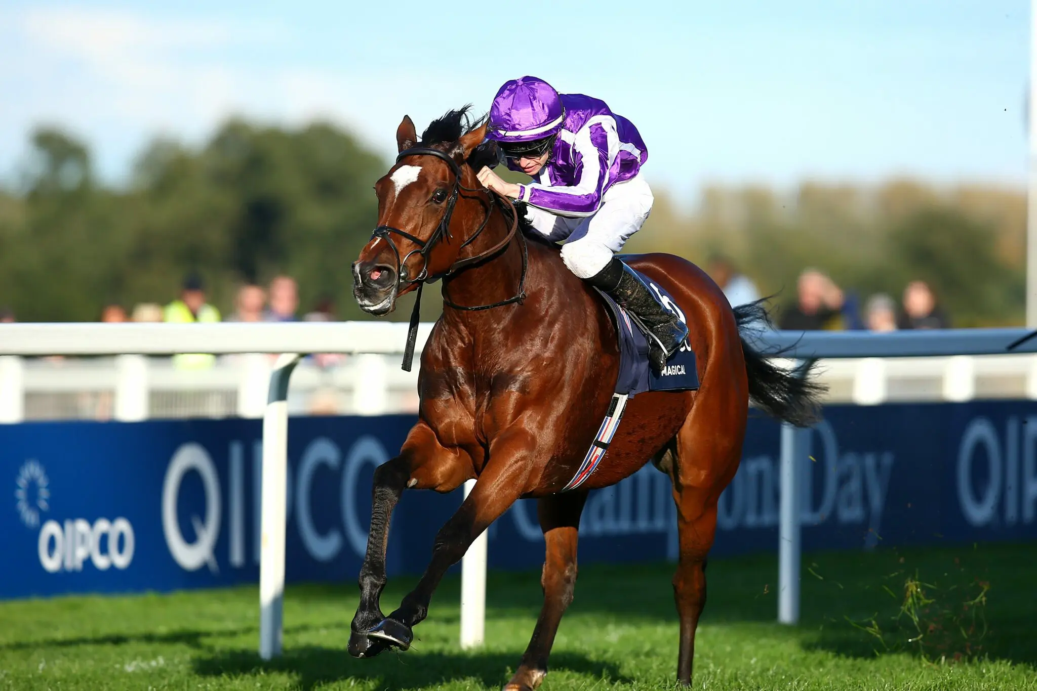 Image of jockey in a purple jacket riding a horse at Ascot